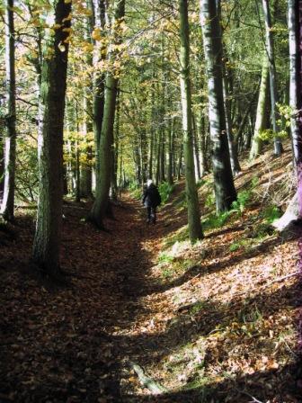 Walking Path through Autumn Woodland